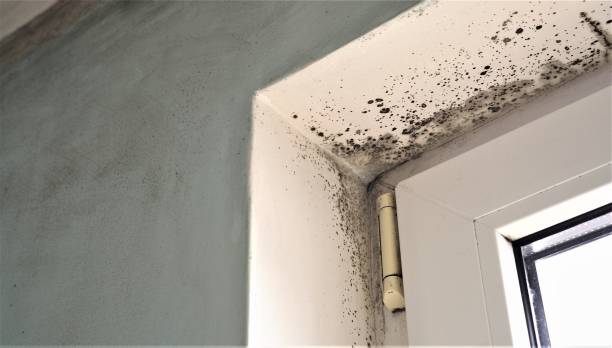 Best Mold Odor Removal Services  in Harleigh, PA