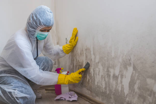 Best Black Mold Removal  in Harleigh, PA
