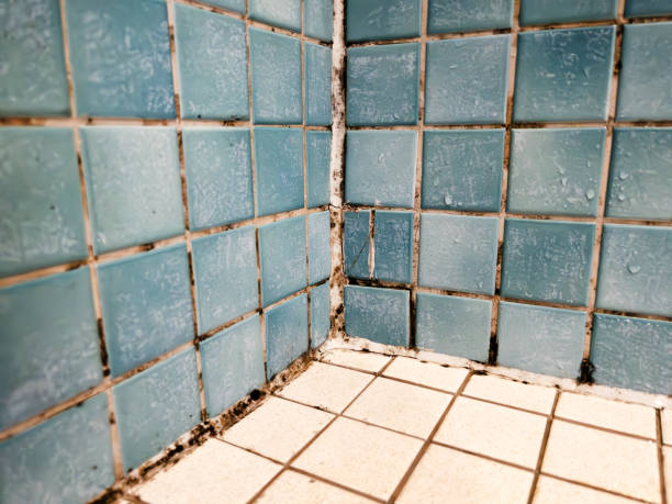 Best Residential Mold Inspection & Testing  in Harleigh, PA