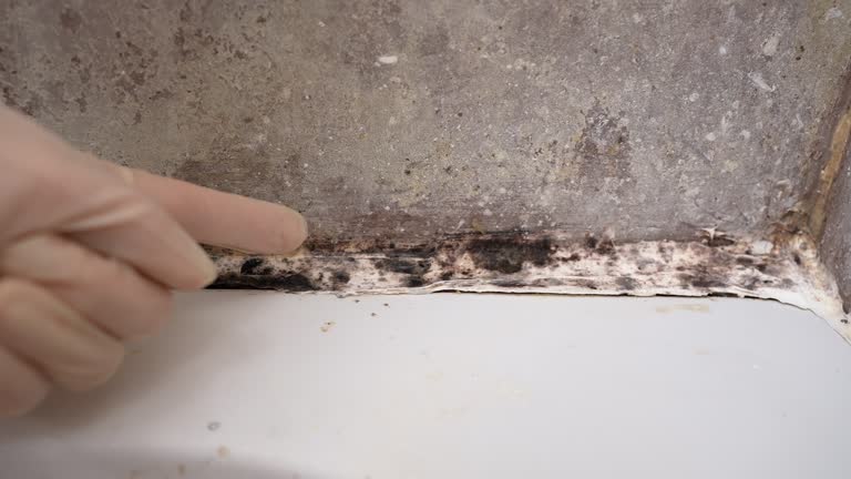 Best Mold Removal for HVAC Installations  in Harleigh, PA